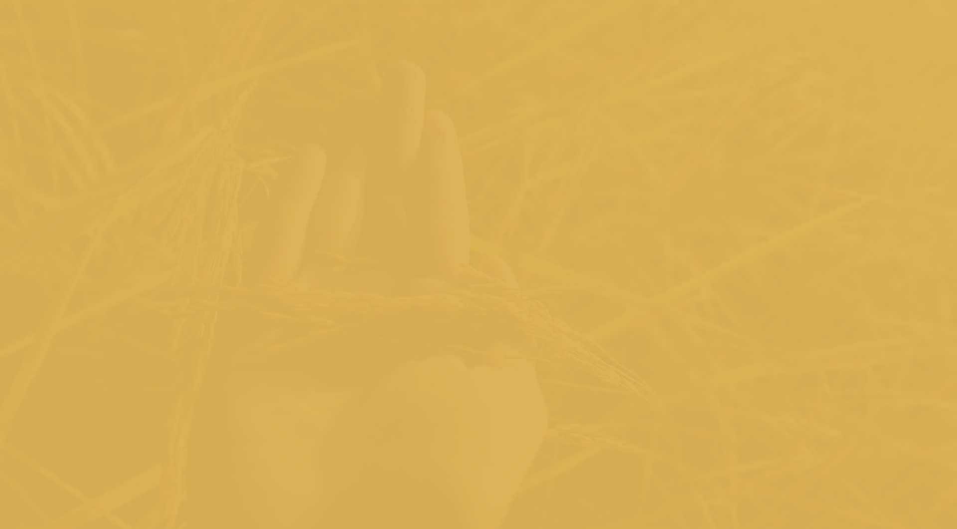 product-background